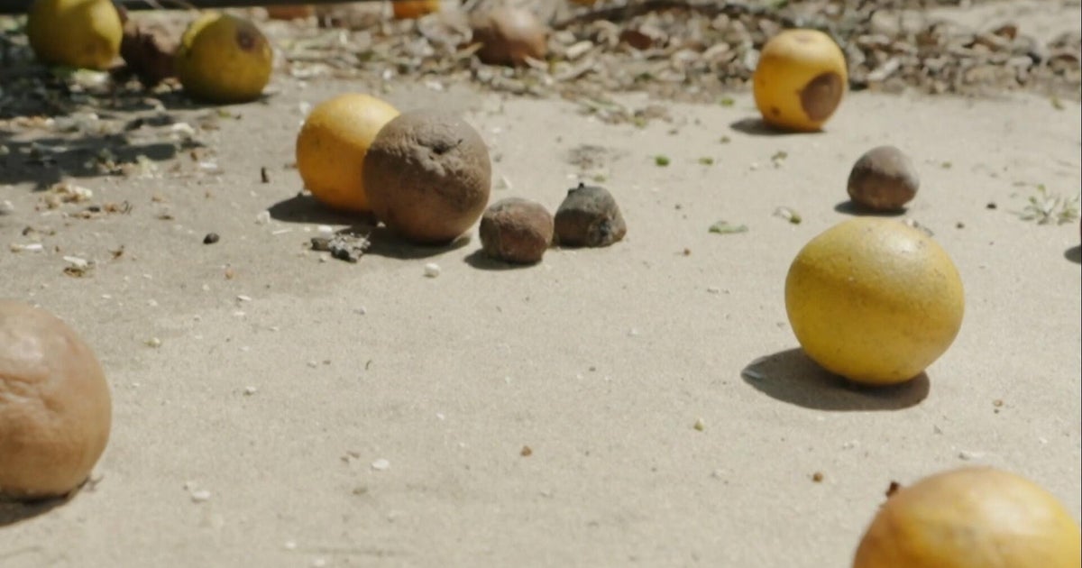 Decimated by disease, Florida's orange groves face new threats
