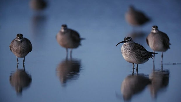 whimbrel-a.jpg