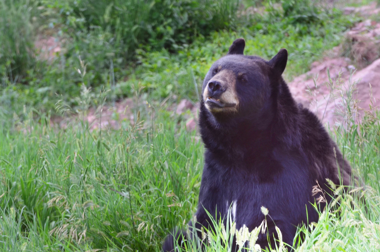 black-bear-by-wayne-d-lewis-dsc-0120.png 