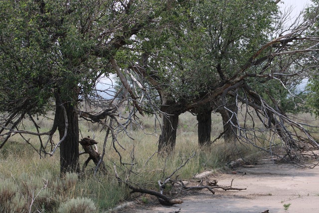 trees-were-planted-by-people-at-amache-to-try-to-provide-shade-in-a-generally-treeless-region-many-of-those-trees-are-still-alive-at-amache-nps-j-ellis.jpg 