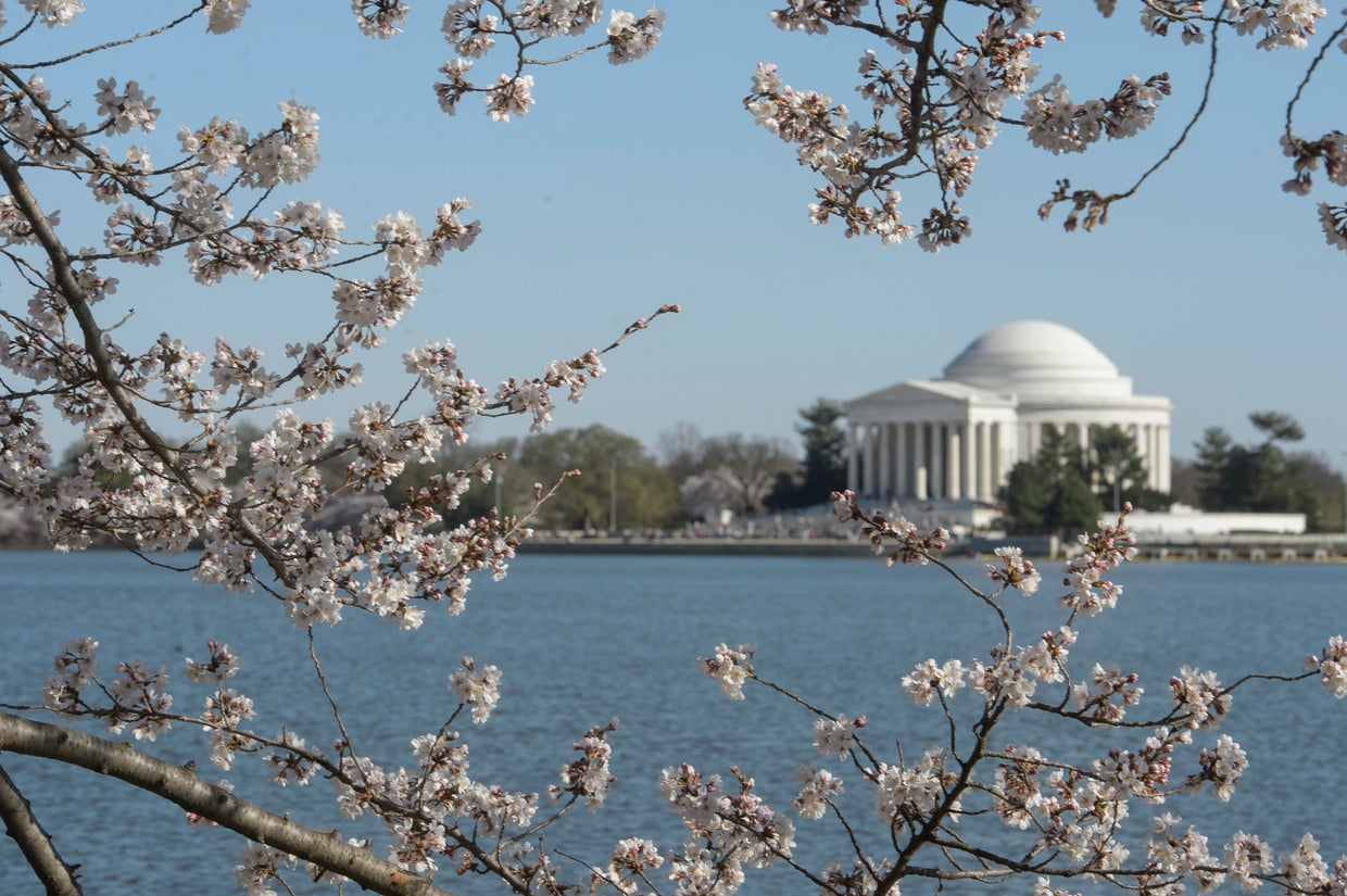 Washington Cherry Blossoms 