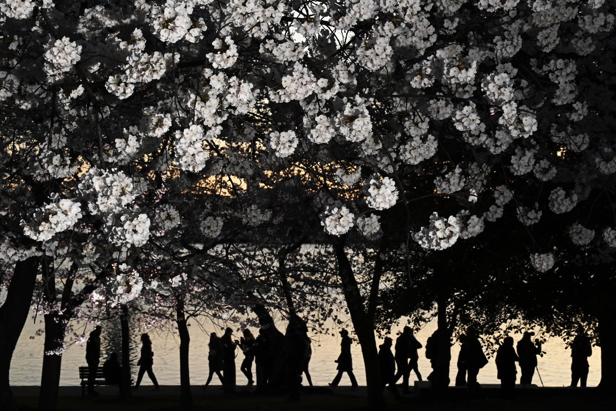 Cherry blossoms features - Washington, DC 