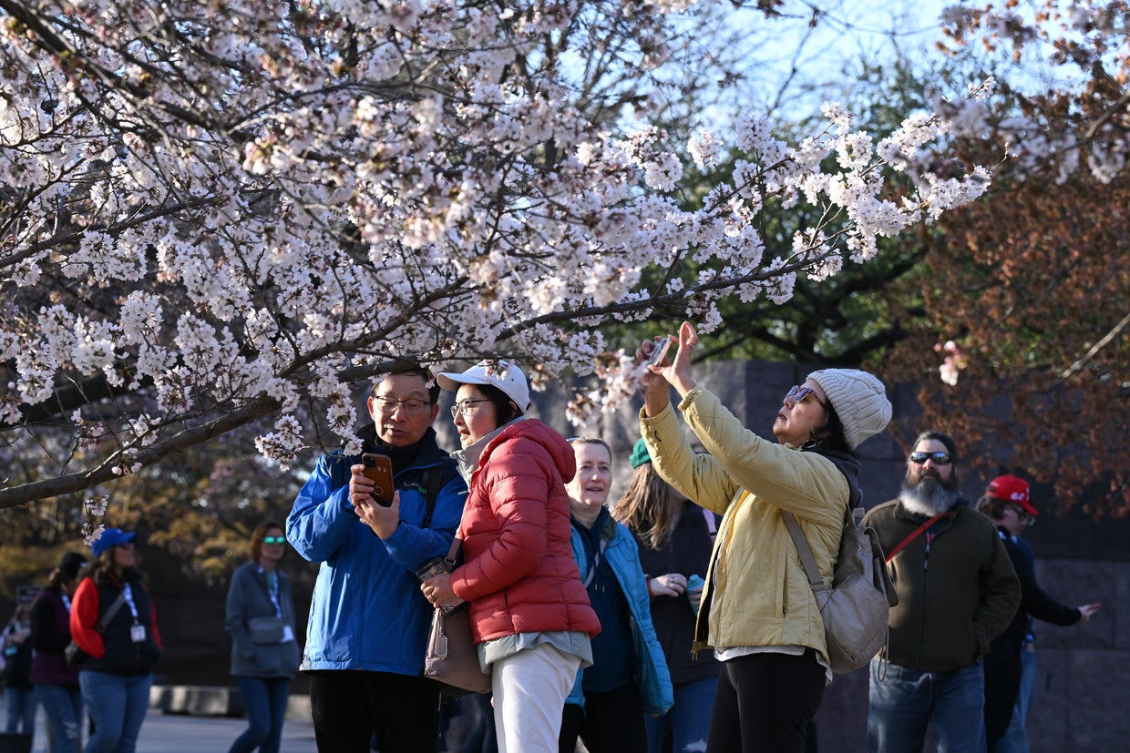 Cherry blossoms features - Washington, DC 