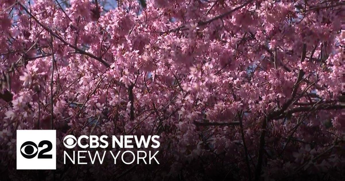 Cherry blossom trees blooming in Central Park - CBS New York
