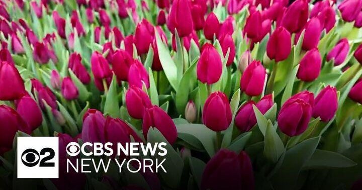 170,000 tulips were on display Sunday in Union Square - CBS New York