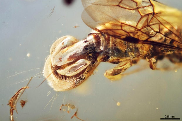 Ancient Parasitic Wasp 