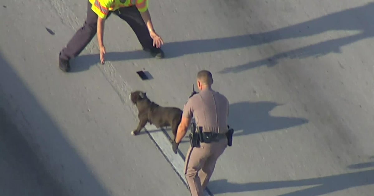 Loose dog halts morning traffic on I-595 in wild chase Loose dog halts morning traffic on I-595 in wild chase