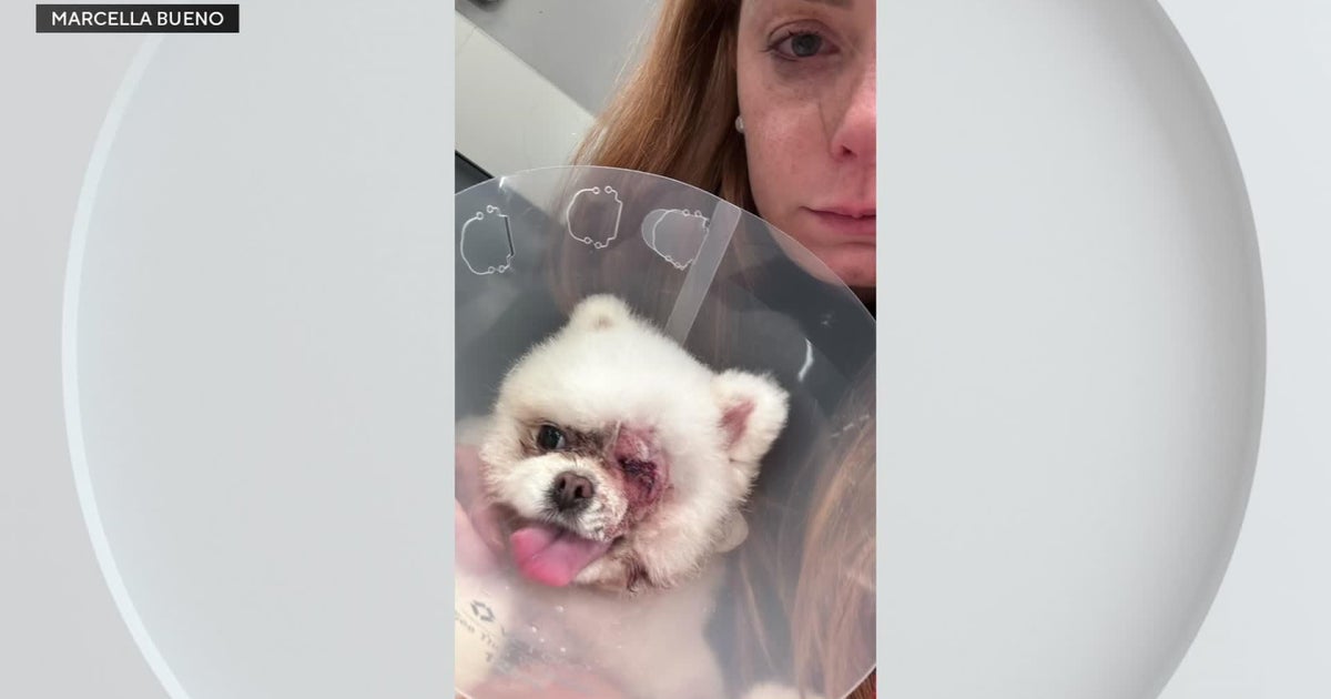 South Florida family claims dog lost eye after grooming at local pet hotel, considers legal action South Florida family claims dog lost eye after grooming at local pet hotel, considers legal action