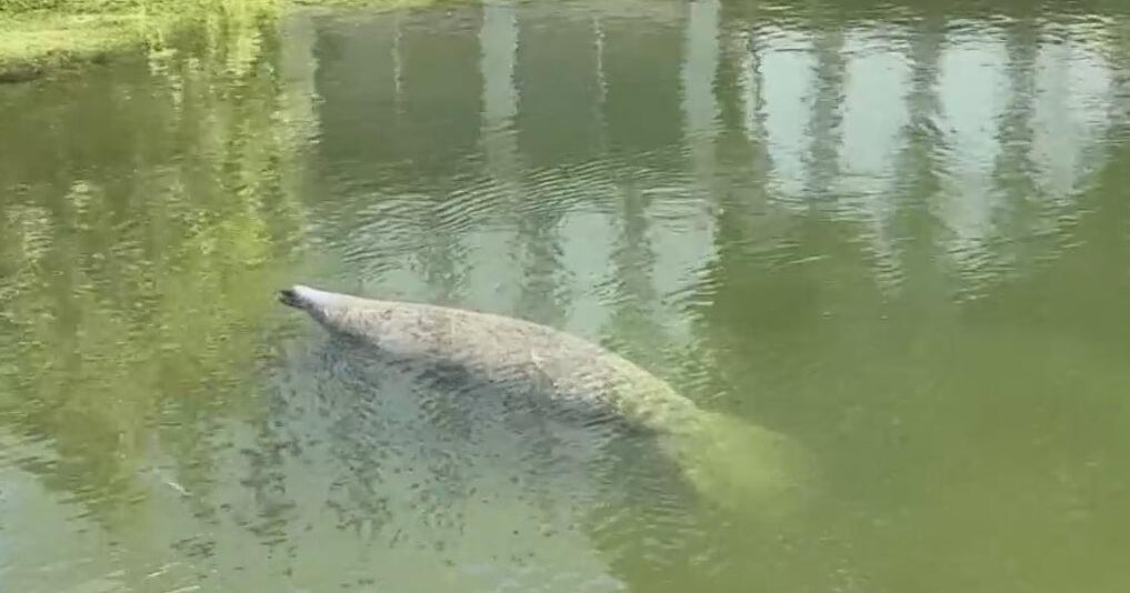 Effort building to save some manatees that frequent a Coral Gables waterway Effort building to save some manatees that frequent a Coral Gables waterway