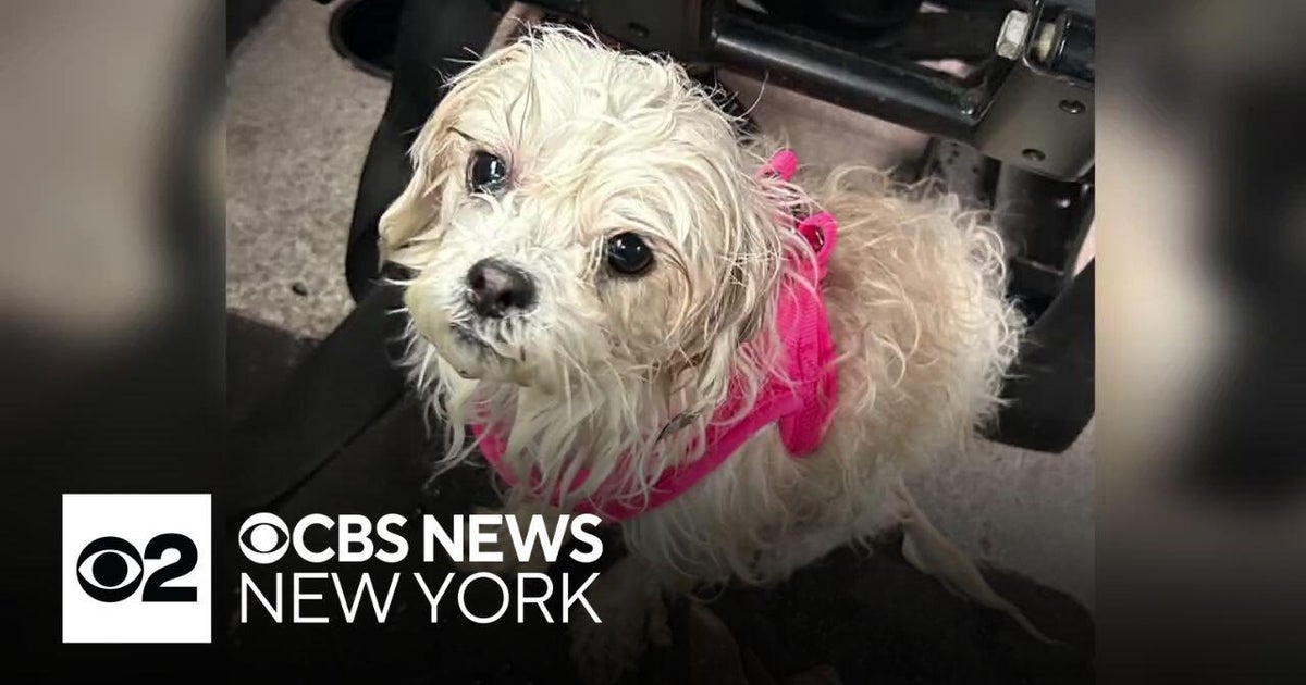 NYPD saves little dog from frigid East River - CBS New York