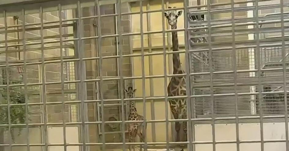 Sacramento Zoos new baby giraffe now has a name
