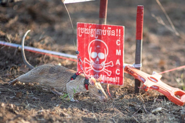 apopo-cat-9863-ronin-on-minefield-next-to-danger-sign-pvh-scaled.jpg 