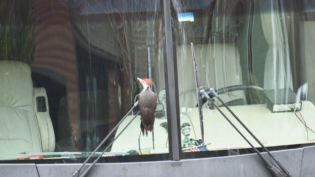 woodpecker.jpg 