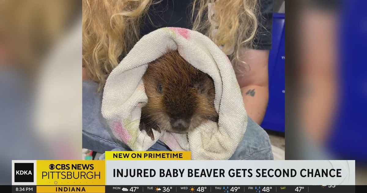Baby beaver rescued in Pittsburgh area gets second chance - CBS Pittsburgh