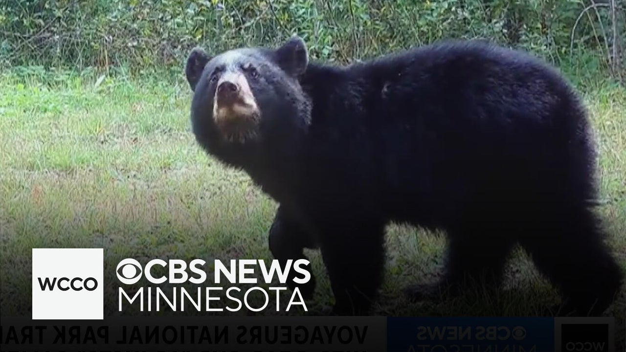 Bear adjusts camera, new wolf pups in a conga line
