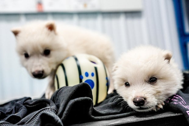 Dire wolf puppies 