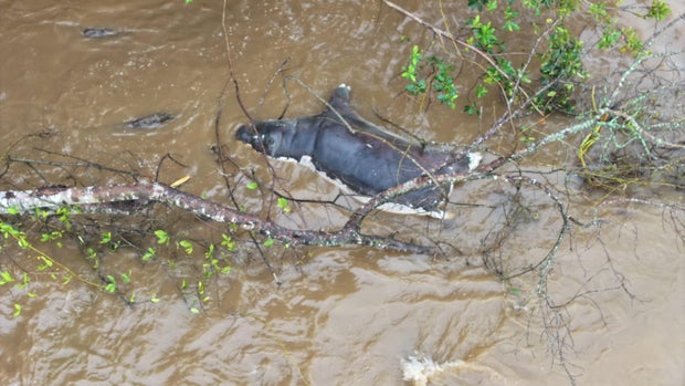 Anthrax kills hippos in Congo's Virunga National Park 