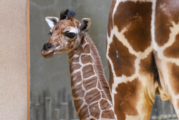 Maryland Zoo welcomes a baby giraffe 