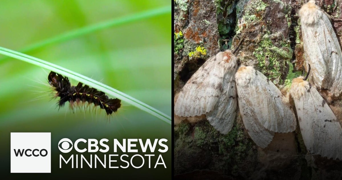 There's a chance you'll see more of this fuzzy insect should there be ...