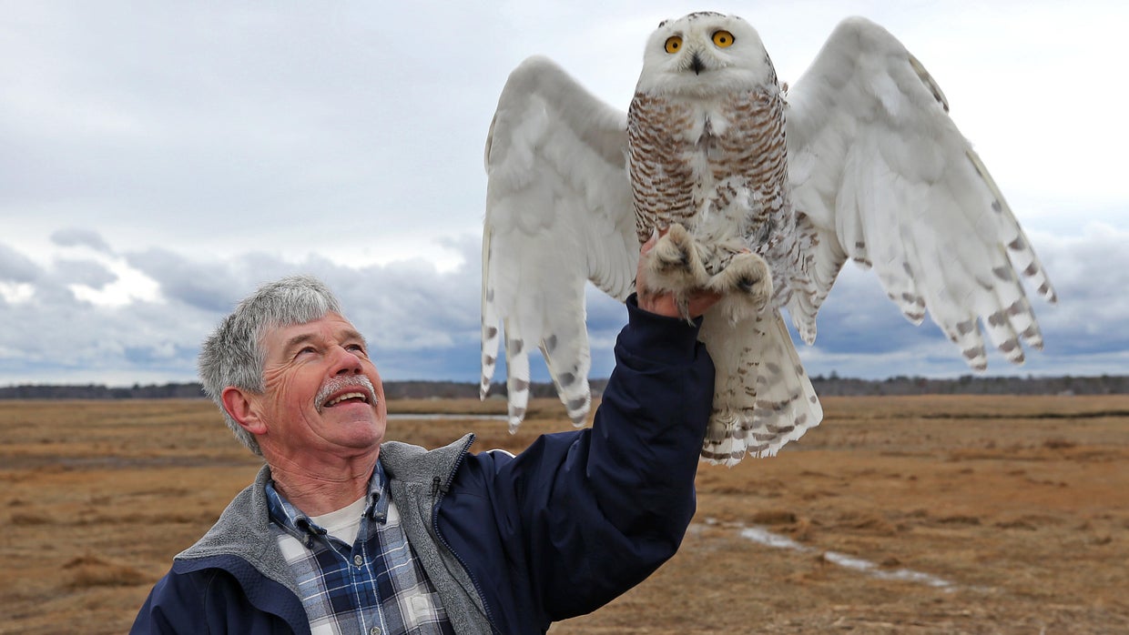 Snowy Owl Released At Salisbury Beach