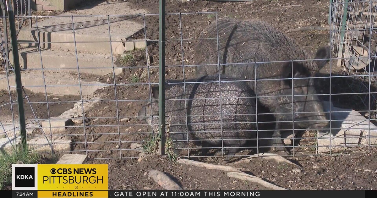 Pittsburgh-area nonprofit dedicated to helping local pigs | Sunday Spotlight - CBS Pittsburgh