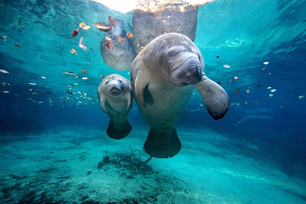 West Indian Manatees 