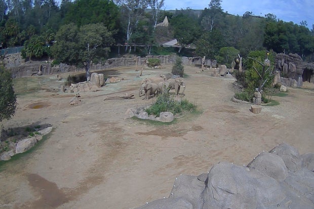 California Earthquake Elephants 