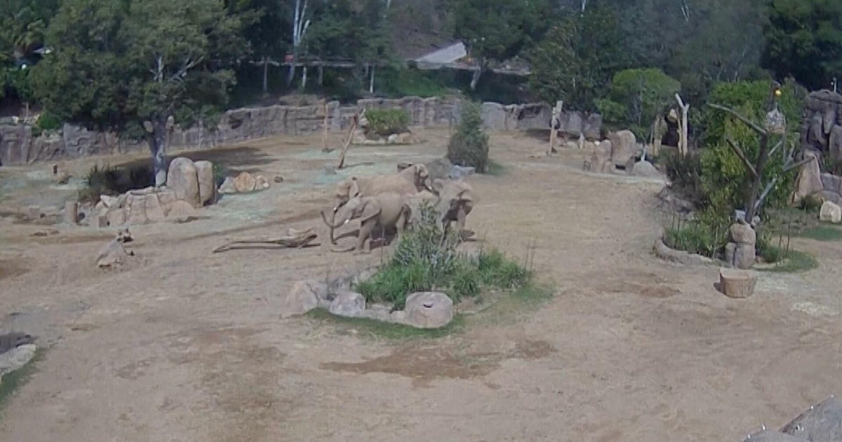 Herd of elephants form "alert circle" to protect calves during San Diego earthquake - CBS News