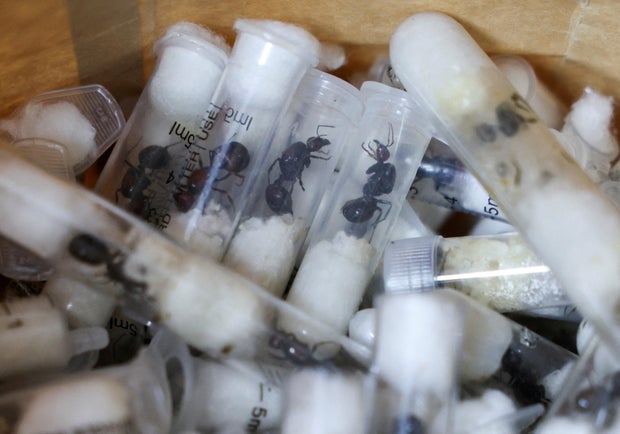 Samples of garden ants concealed in syringes are presented to court as two Belgian nationals, a Vietnamese and a Kenyan national appeared for the hearing of their case, in Nairobi 