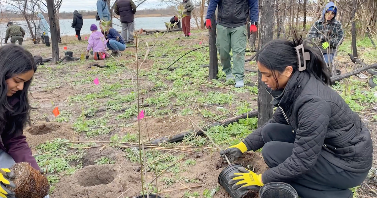 Volunteers hope to reduce wildfire risk in Brooklyn by planting less flammable vegetation