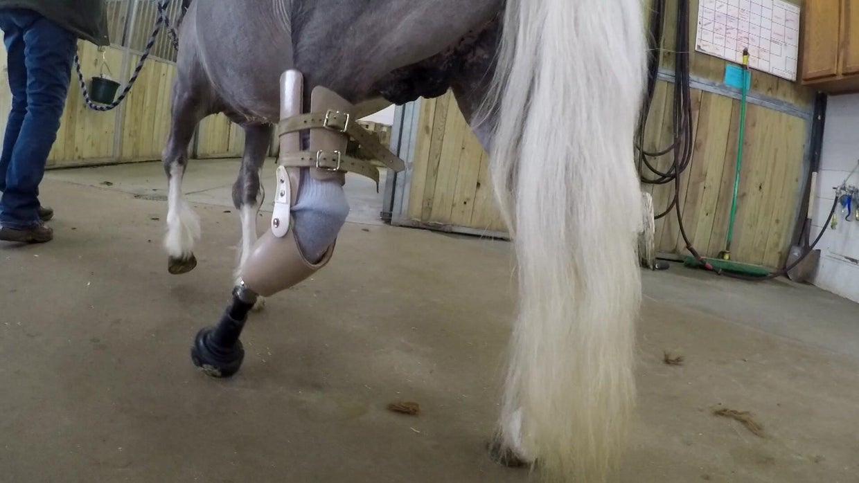 10p-pkg-prosthetic-pony-wcco7k8u-00-01-4015.jpg 