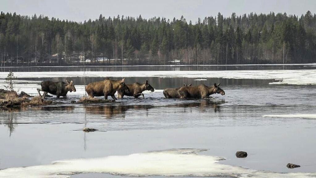 The Great Moose Migration 2025 livestream starts in Sweden, delighting millions with slow TV