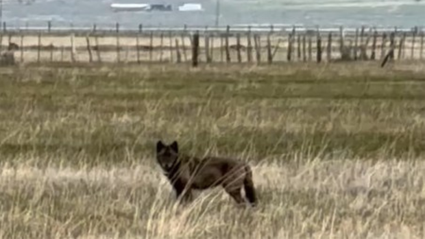 gray-wolf-attack-plumas.png 