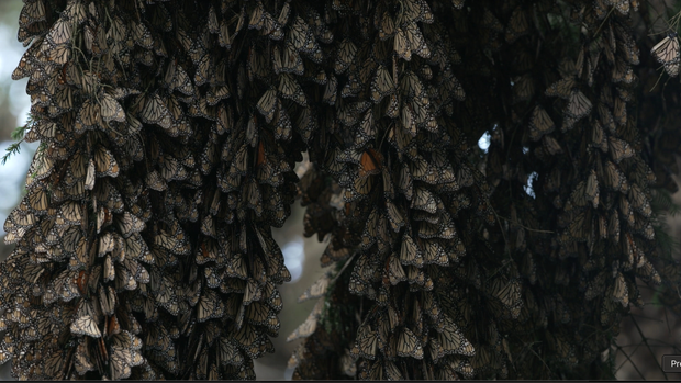 Monarch butterflies 