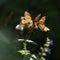 Monarch butterfly super generation migrates thousands of miles