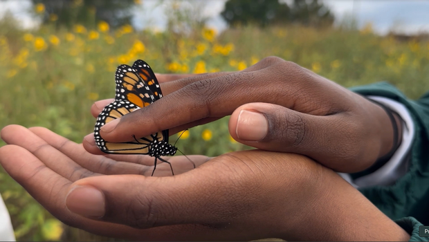 Monarch butterfly 