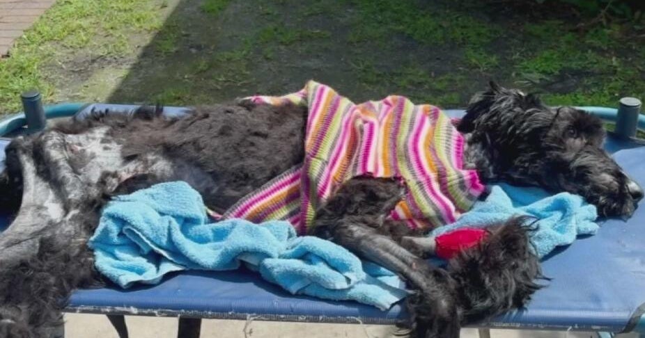 South Florida animal rescue offers ,000 reward after severely abused dog brought in