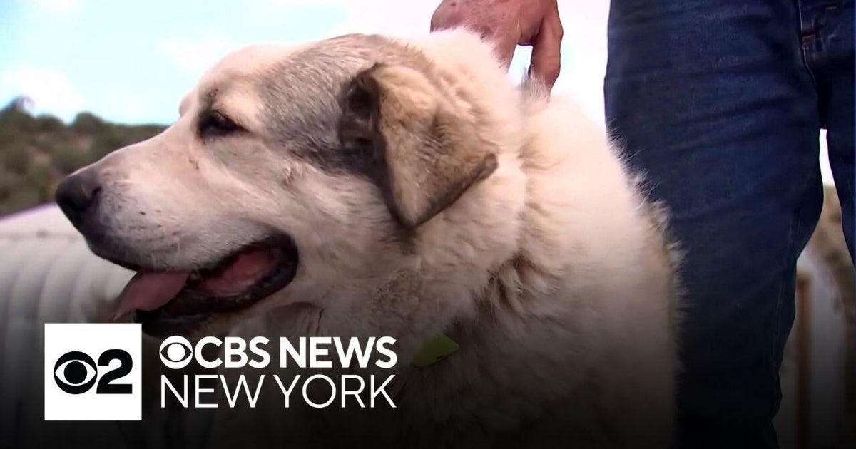 Dog finds and rescues missing 2-year-old boy - CBS New York
