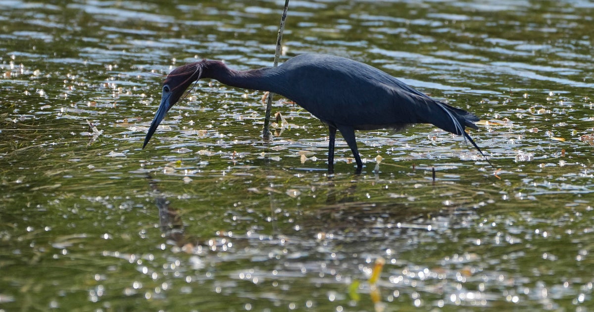 How restoring the Florida Everglades would protect the Keys as scientists monitor drought conditions How restoring the Florida Everglades would protect the Keys as scientists monitor drought conditions