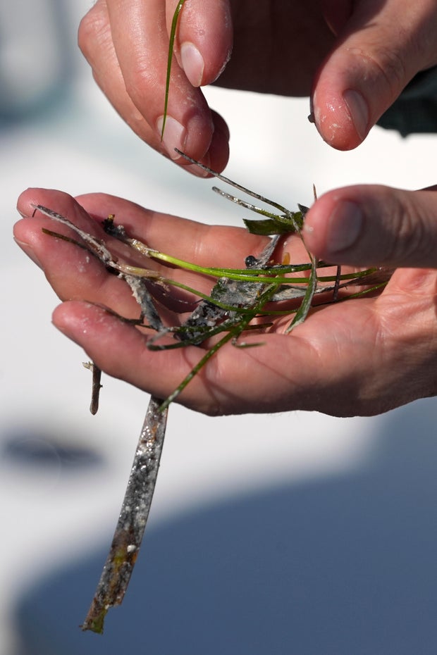 Everglades Restoration Efforts 