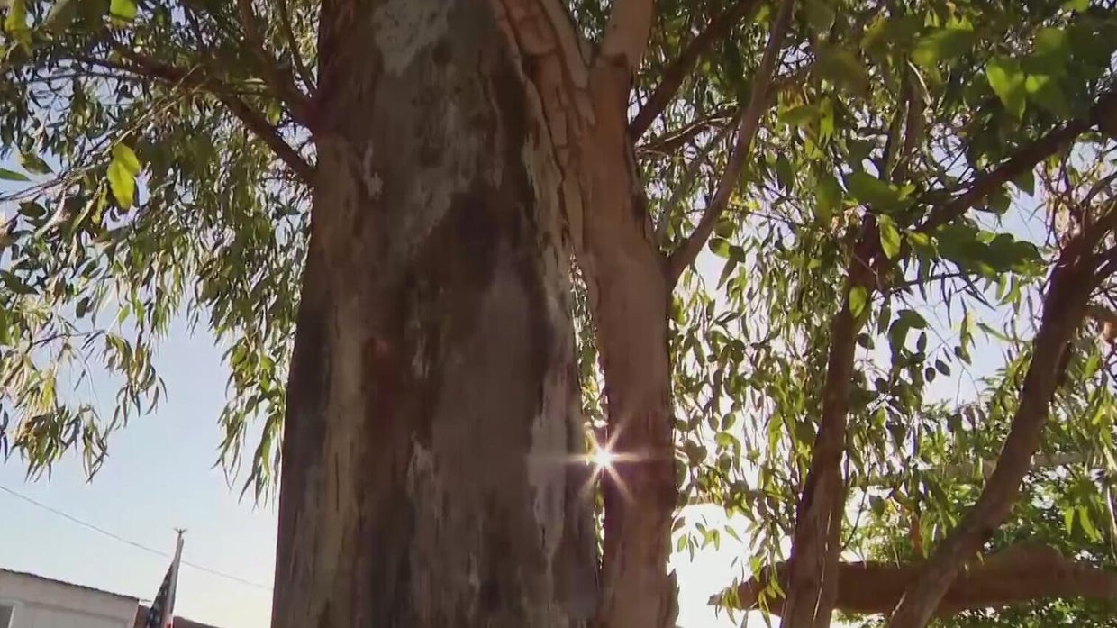 Texas "Miracle Tree"