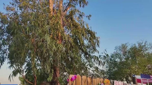 Texas "Miracle Tree" 