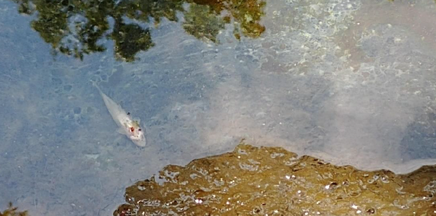 CSOs can be deadly to marine life, including fish. The Pennsylvania Department of Environmental Protection said this fish was one of many that died during a CSO in August 2020. 