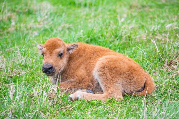 fermilab-bison-2.jpg 