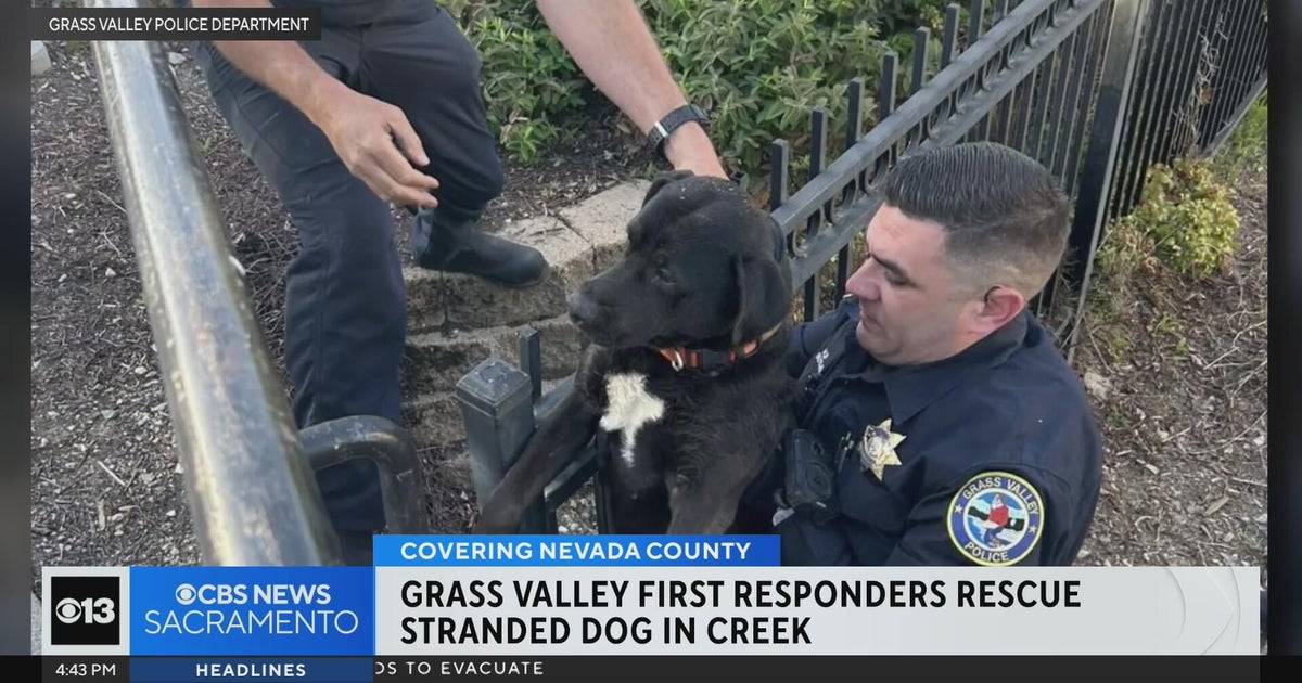 Grass Valley first responders rescue dog stranded in creek
