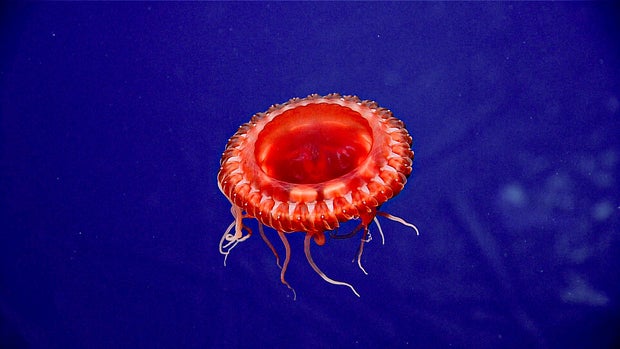 dive06-jellyfish.jpg 