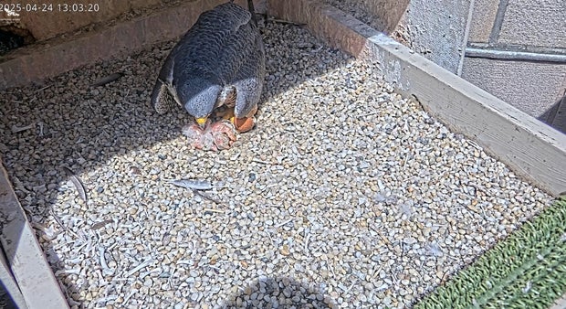 hatching.jpg 