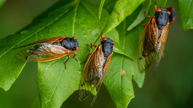 Brood X Cicadas Emerge After 17 Years Underground 