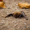 Man dies after being bitten by bat with "extremely rare" infection