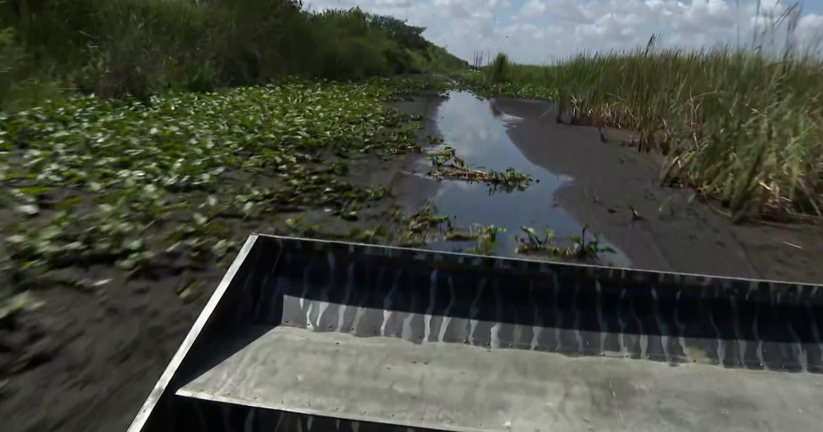 South Florida drought leaves Everglades wildlife struggling, airboat tours halted South Florida drought leaves Everglades wildlife struggling, airboat tours halted
